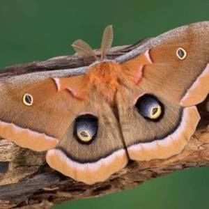 Meet your Posher, Gail